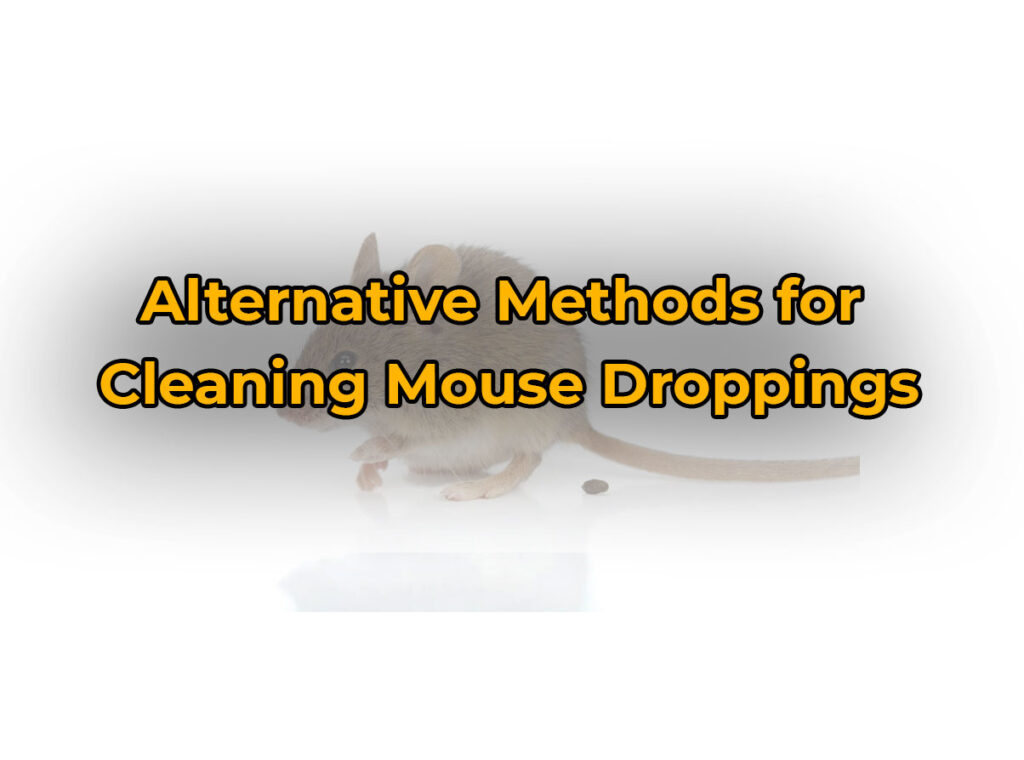 Alternative Methods for Cleaning Mouse Droppings