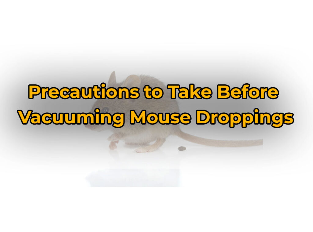 Precautions to Take Before Vacuuming Mouse Droppings