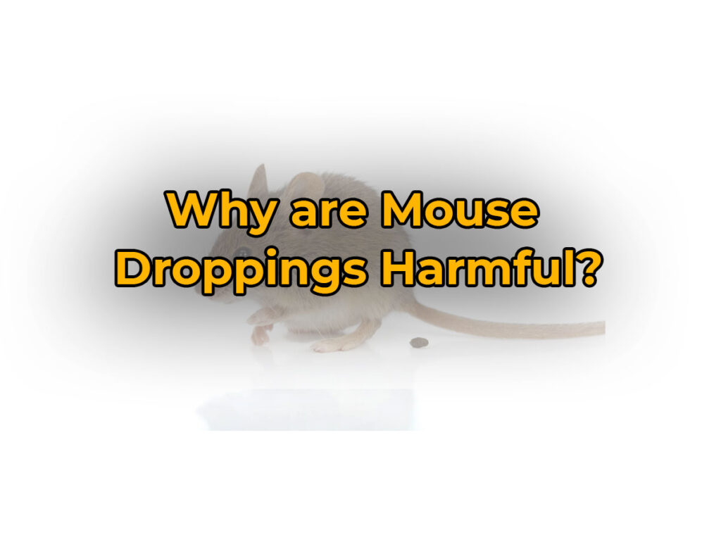 Why Are Mouse Droppings Harmful  1024x760 