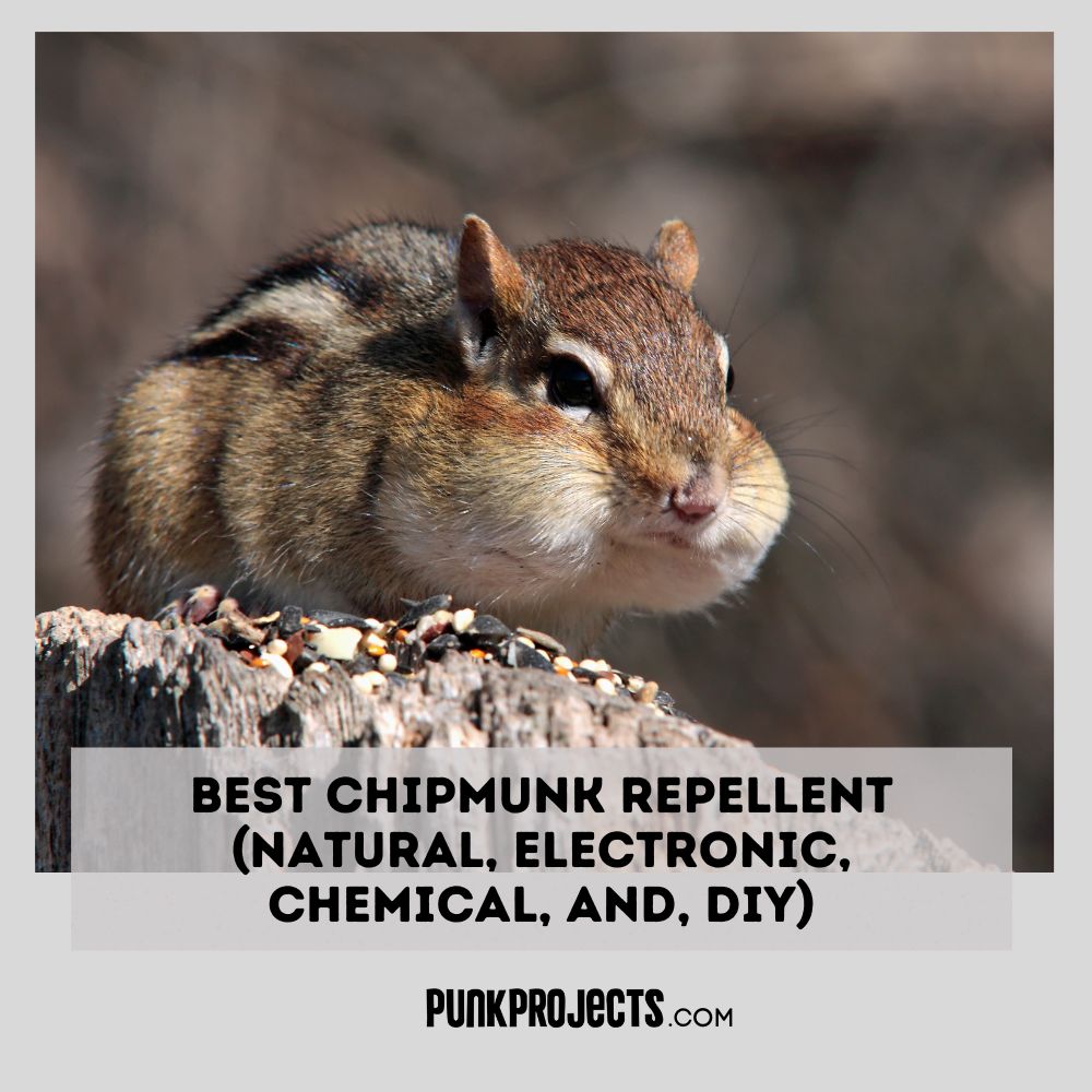 Best Chipmunk Repellent Safe for Pets (Natural) - PuNk PrOjEcT