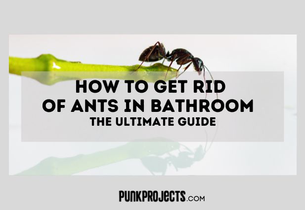 How To Get Rid Of Ants In Bathroom The Ultimate Guide PuNk PrOjEcT   How To Get Rid Of Ants In Bathroom The Ultimate Guide 