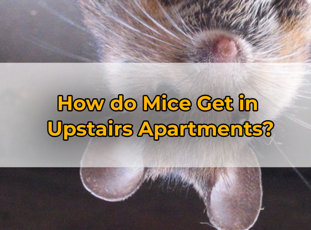 How do Mice Get in Upstairs Apartments?