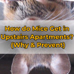 How do Mice Get in Upstairs Apartments? (Why & Prevent)