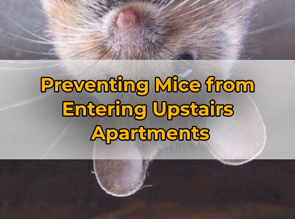 Preventing Mice from
Entering Upstairs
Apartments