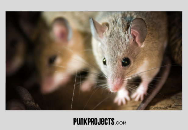 Mouse Nest in Couch 