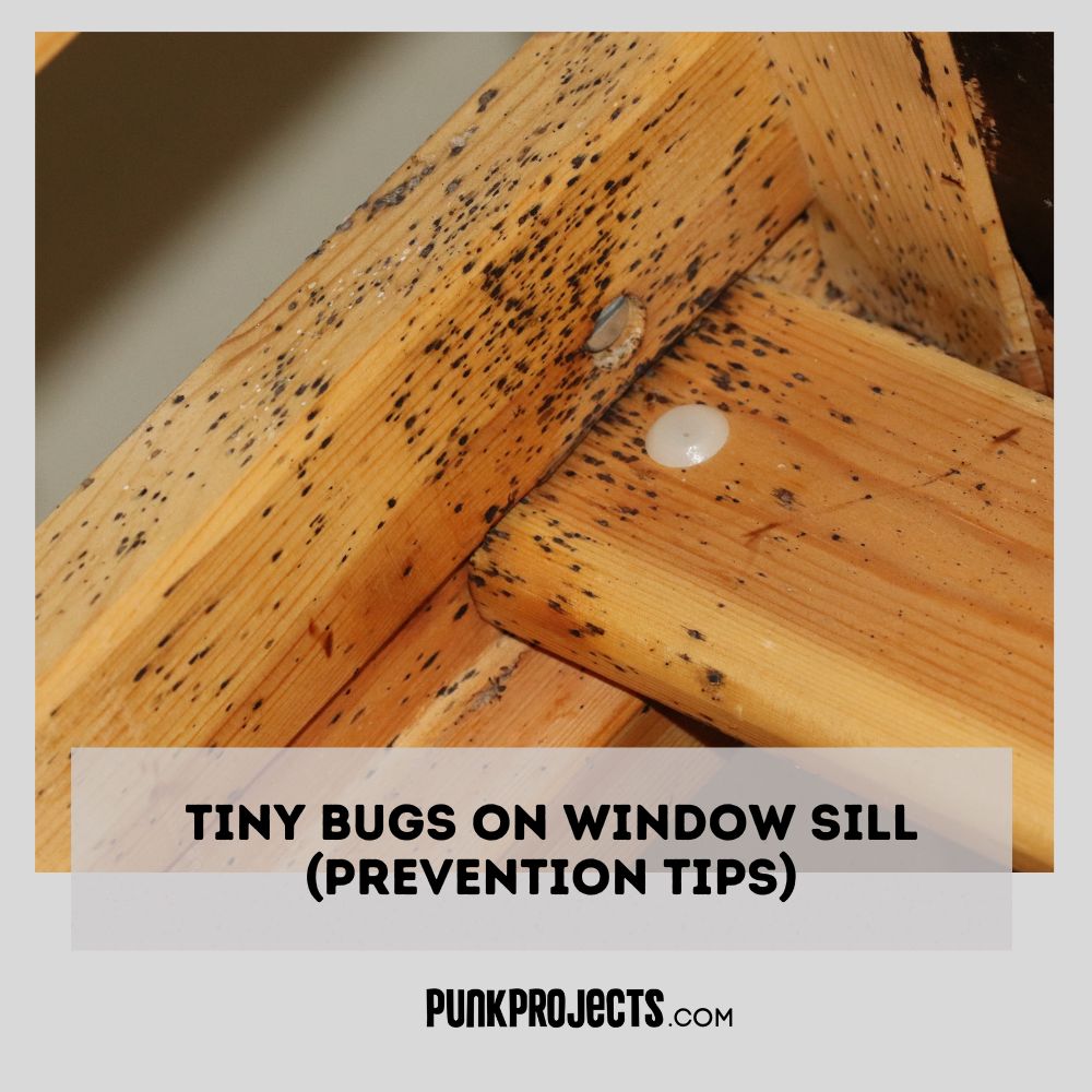 Tiny Bugs On Window Sill Prevention Tips 