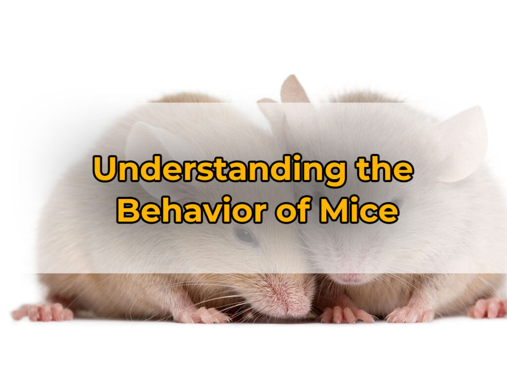 Understanding the Behavior of Mice