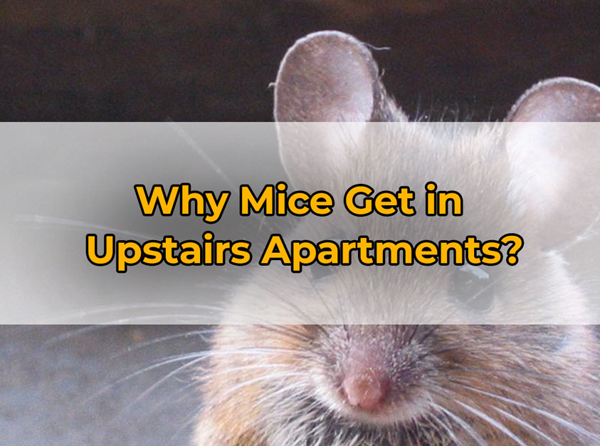 Why Mice Get in
Upstairs Apartments?